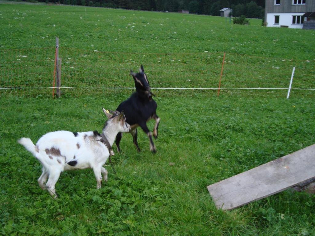 Ferienbauernhof Beer *